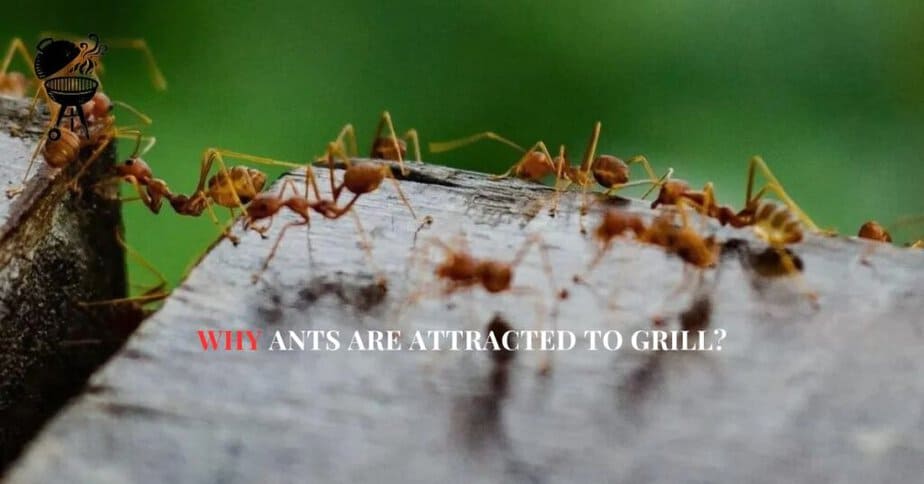 How to Get Rid of Ants in Your Grill